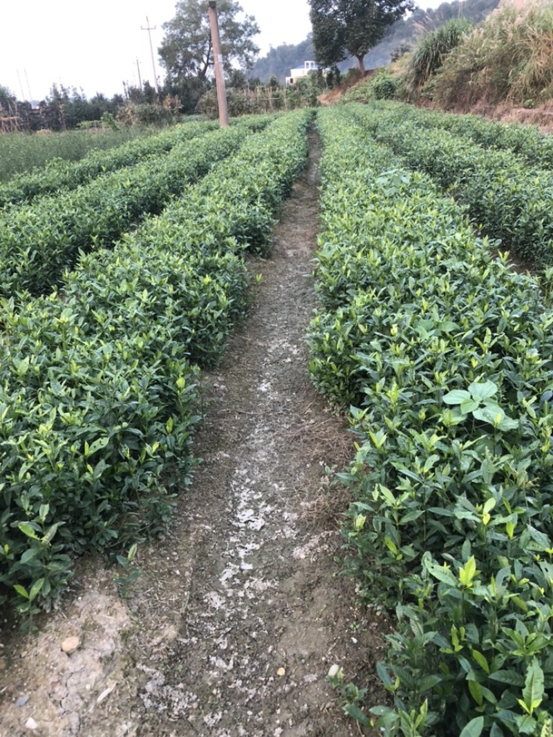 桅子花苗药食两用绿化工程用苗大型药材基地用苗成活率高