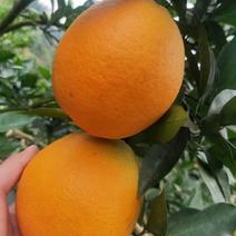 自家果园里的甜橙，位于赤水河畔，水分十足，糖分高，皮薄