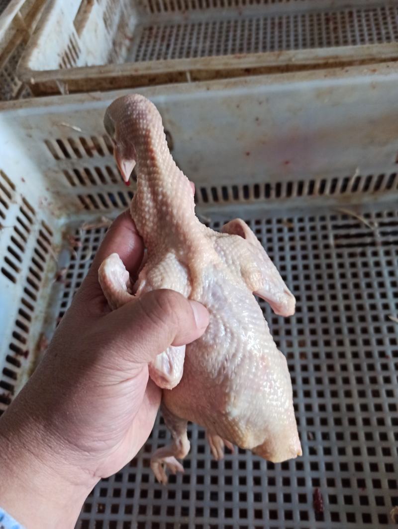 乳鸽鸽子去囊净膛白条鸽长期有货大量批发鲜活现杀鲜冻