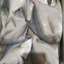 博贺港：出海捕捞天然长尾大白鲳鱼