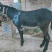 甘肃毛驴放养美味可口