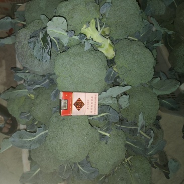 云南西蓝花需要的老板联系