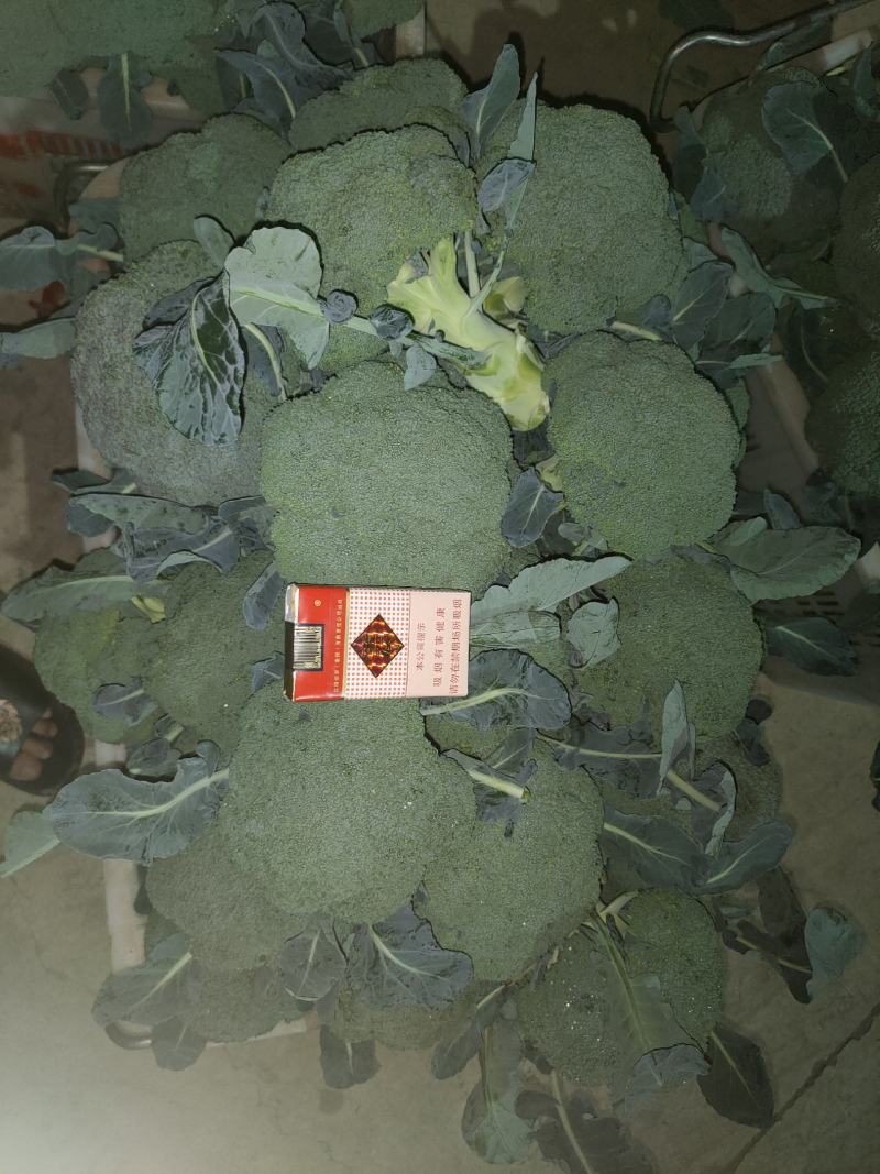 云南西蓝花需要的老板联系