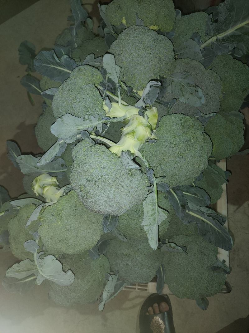 云南西蓝花需要的老板联系
