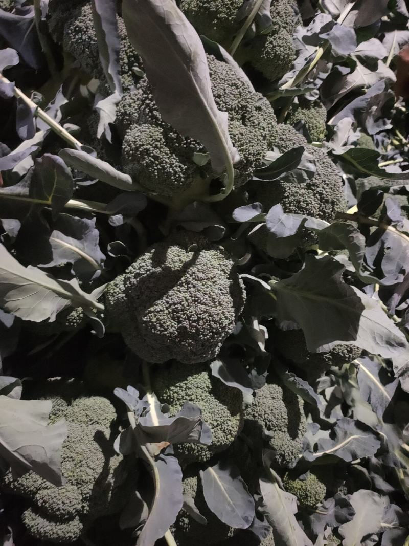 云南西蓝花需要的老板联系