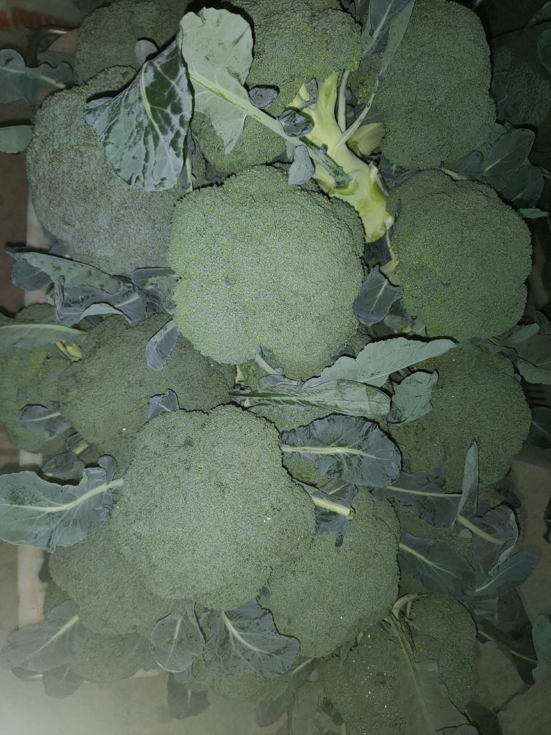 云南西蓝花需要的老板联系