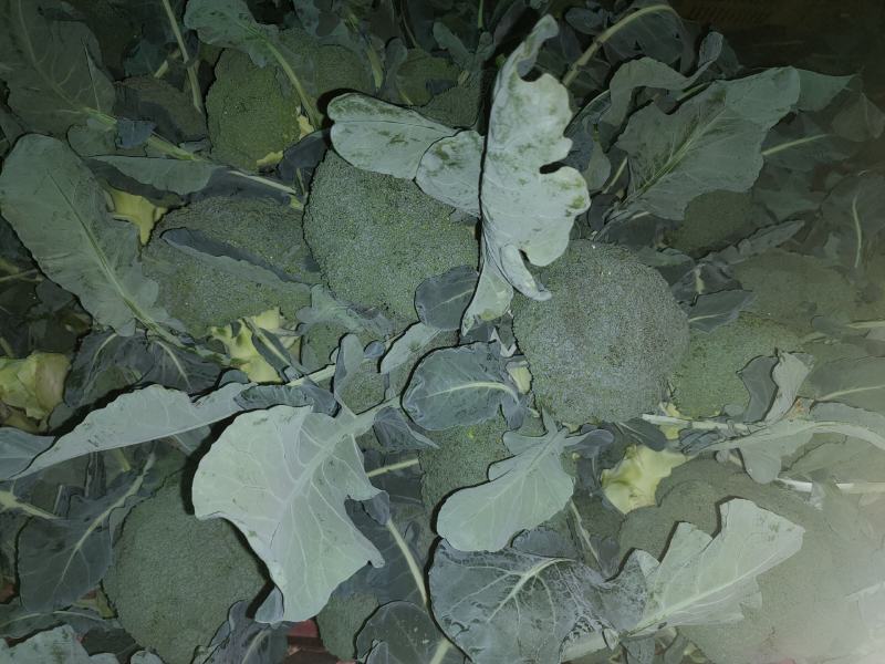 云南西蓝花需要的老板联系