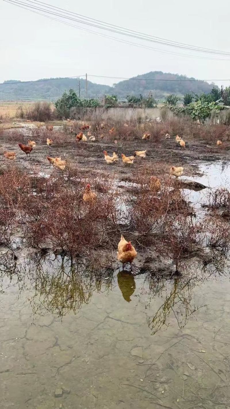 淮南王母，东乡土，开产土鸡