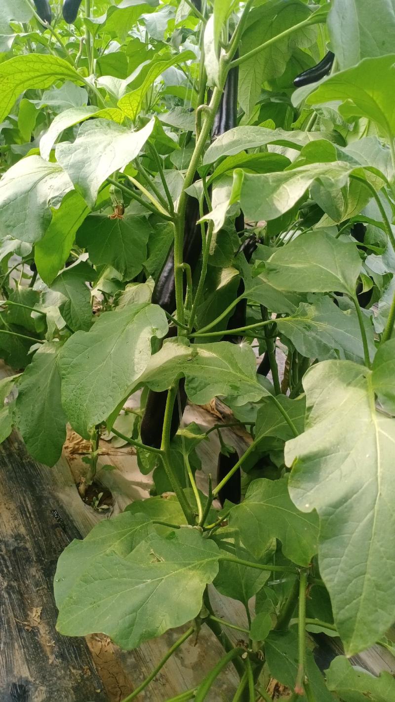 山东青州绿把茄子批发