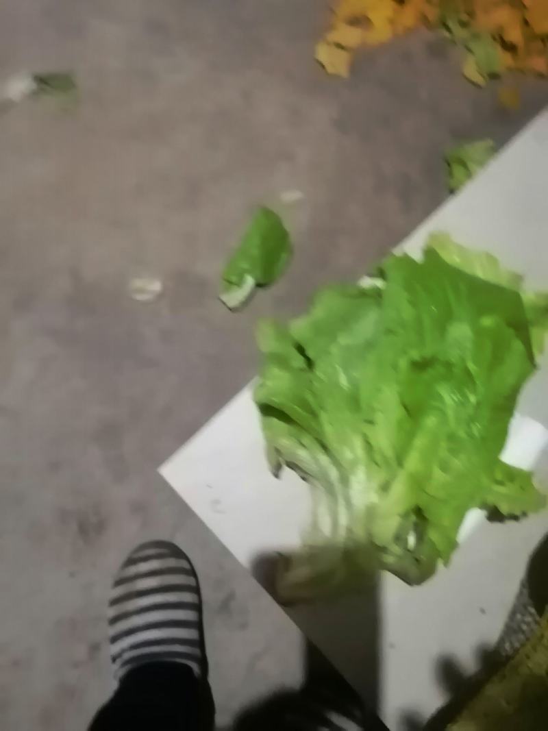 安阳市内黄县生菜大量上市