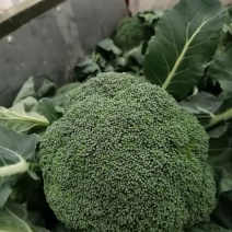 安阳市内黄县西兰花大量有货
