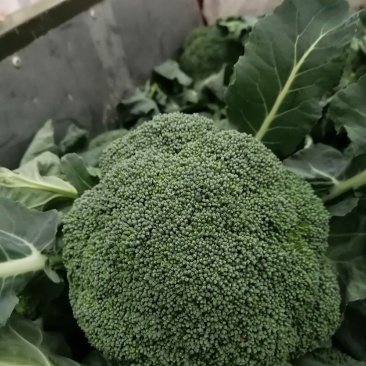 安阳市内黄县西兰花大量有货