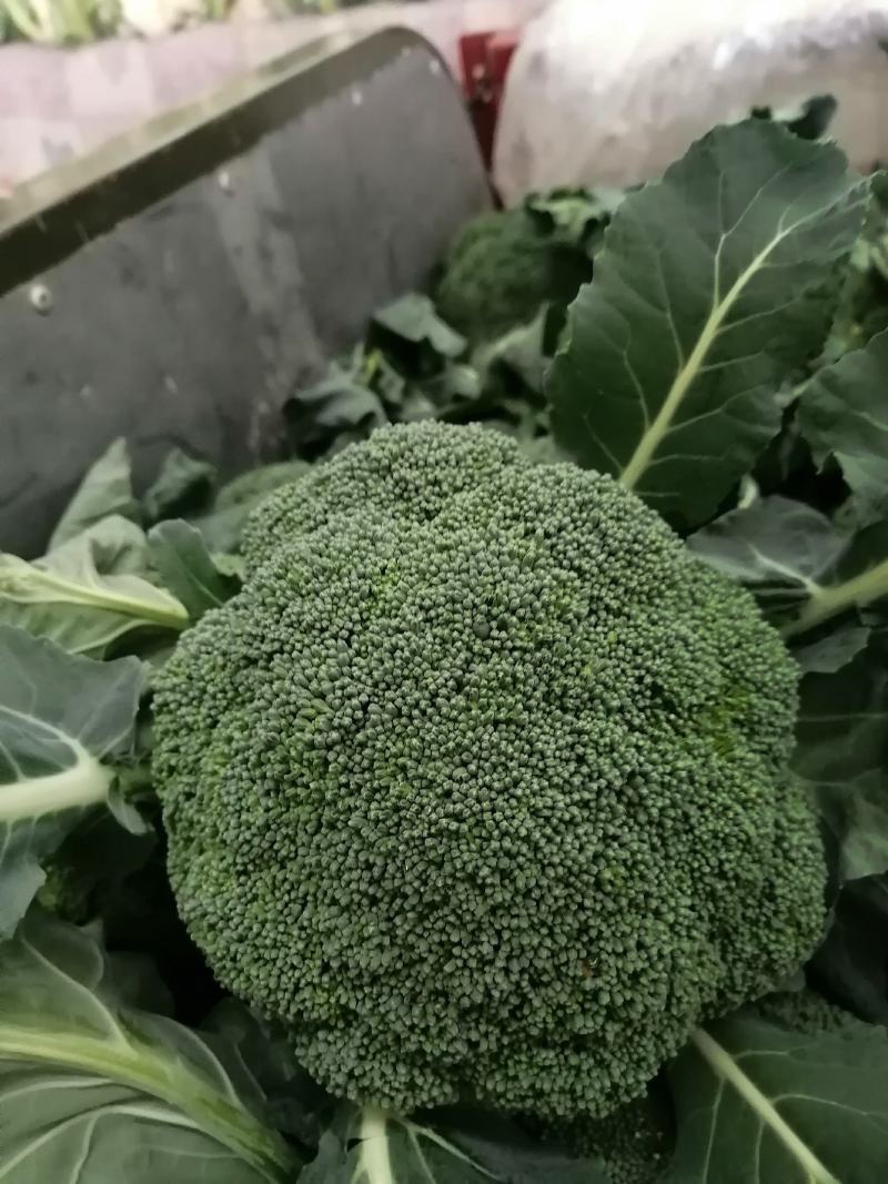 安阳市内黄县西兰花大量有货