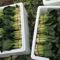 精品油菜，大量上市，价格美丽，质量保证