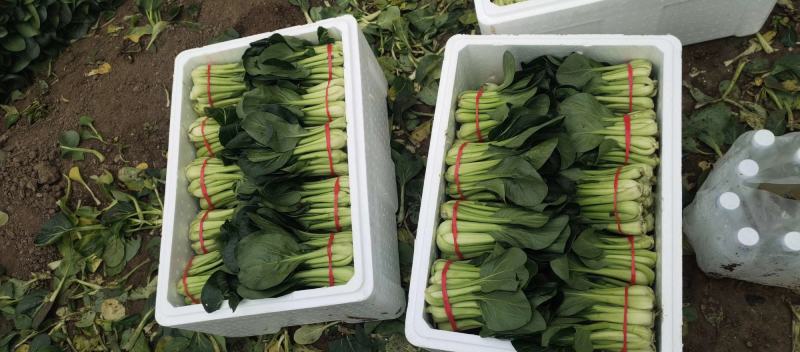 精品油菜，大量上市，价格美丽，质量保证