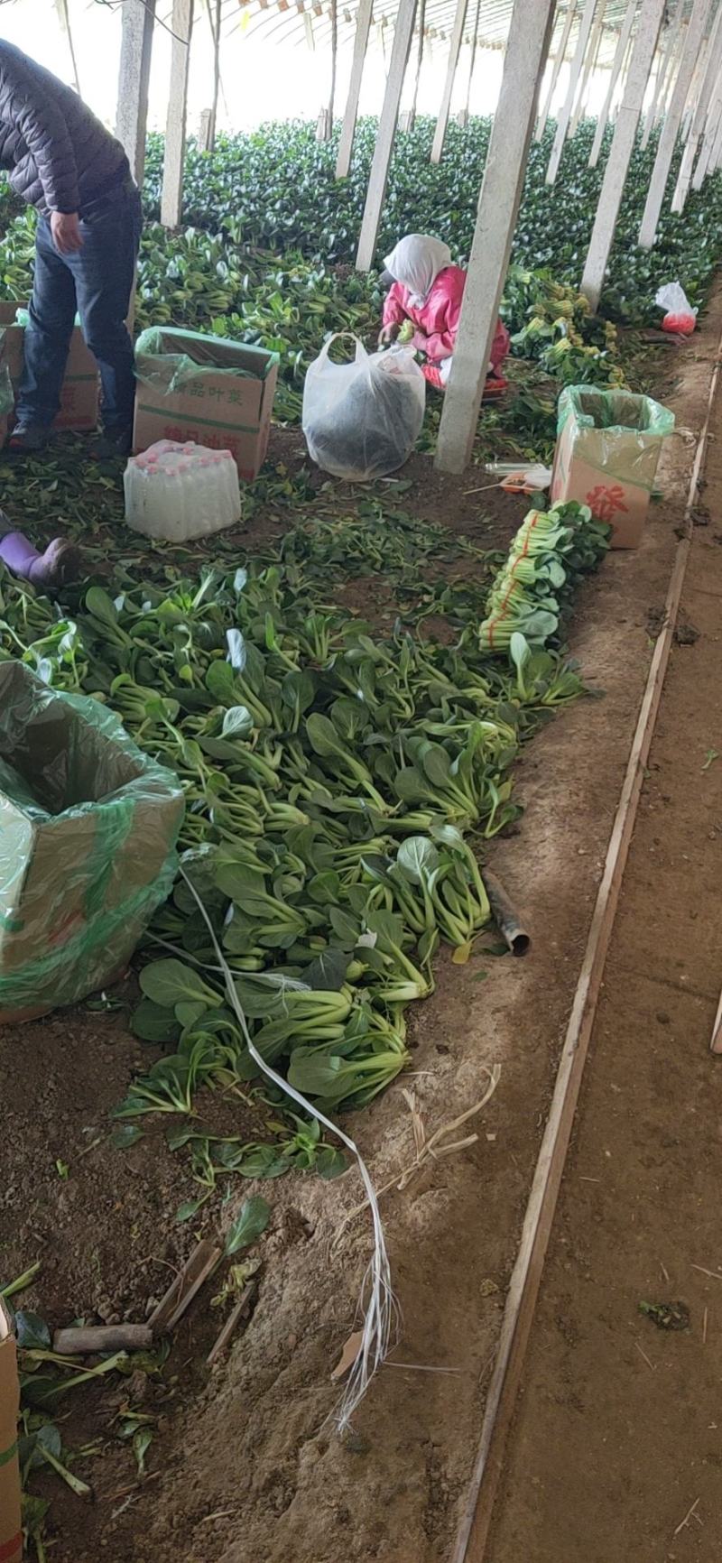 精品油菜，大量上市，价格美丽，质量保证