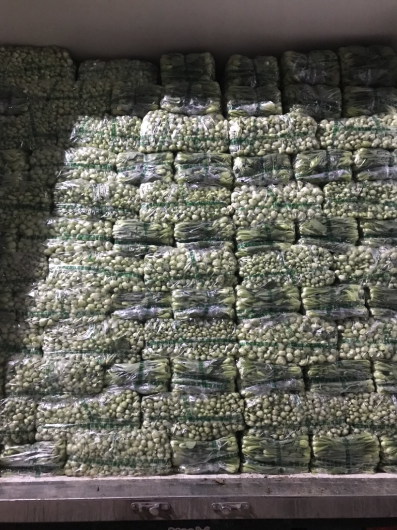 山东曹县上海青，油菜基地，常年供货代发全国，质量好价格优！