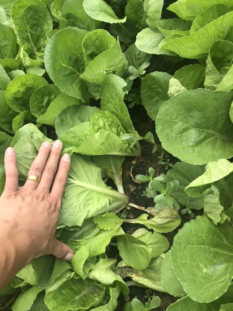 山东曹县上海青，油菜基地，常年供货代发全国，质量好价格优！