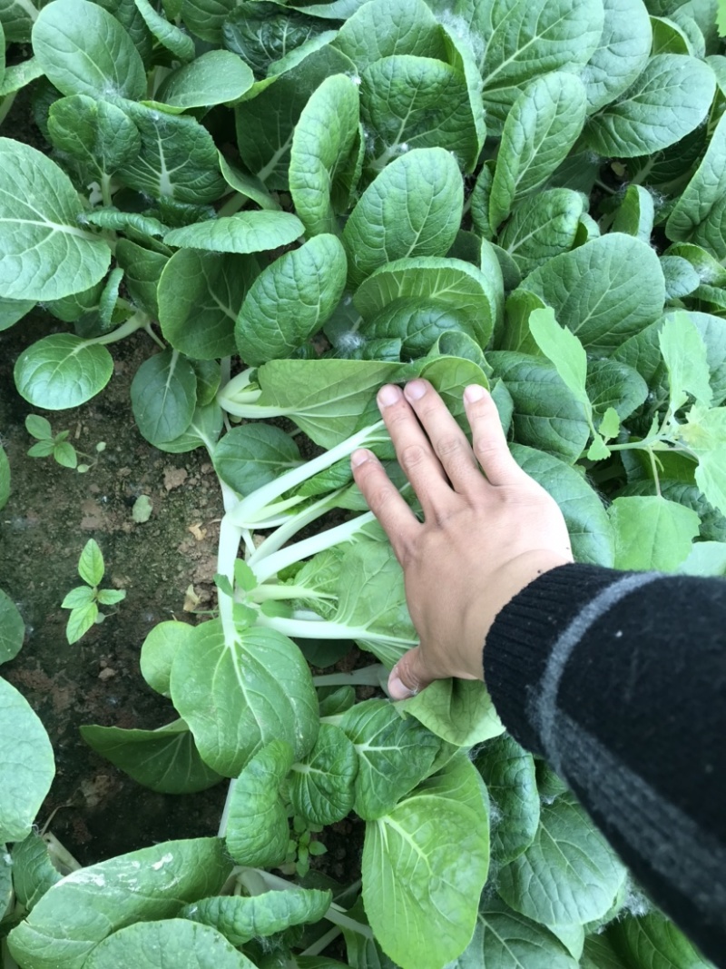 山东曹县上海青，油菜基地，常年供货代发全国，质量好价格优！