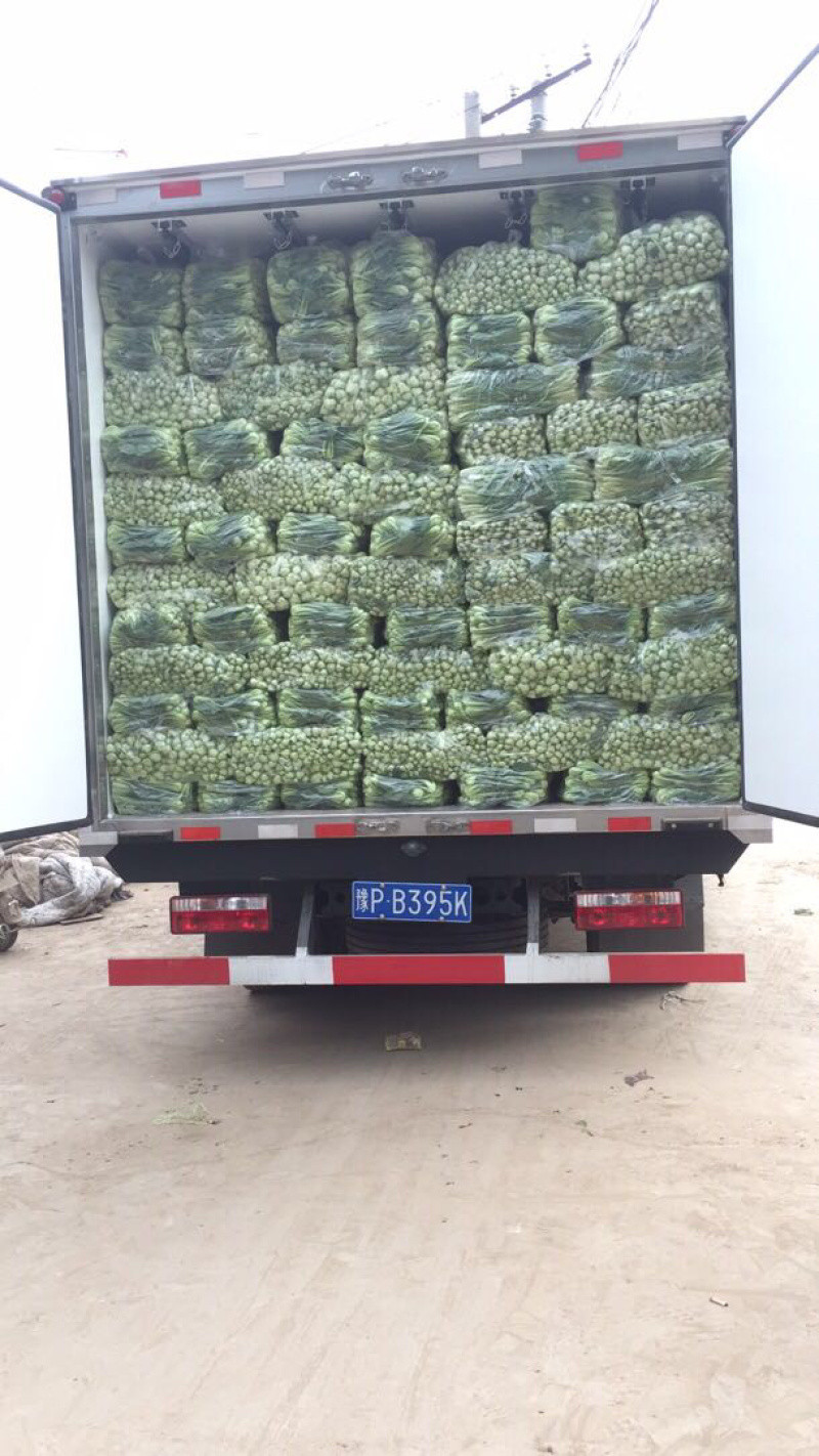 山东曹县上海青，油菜基地，常年供货代发全国，质量好价格优！