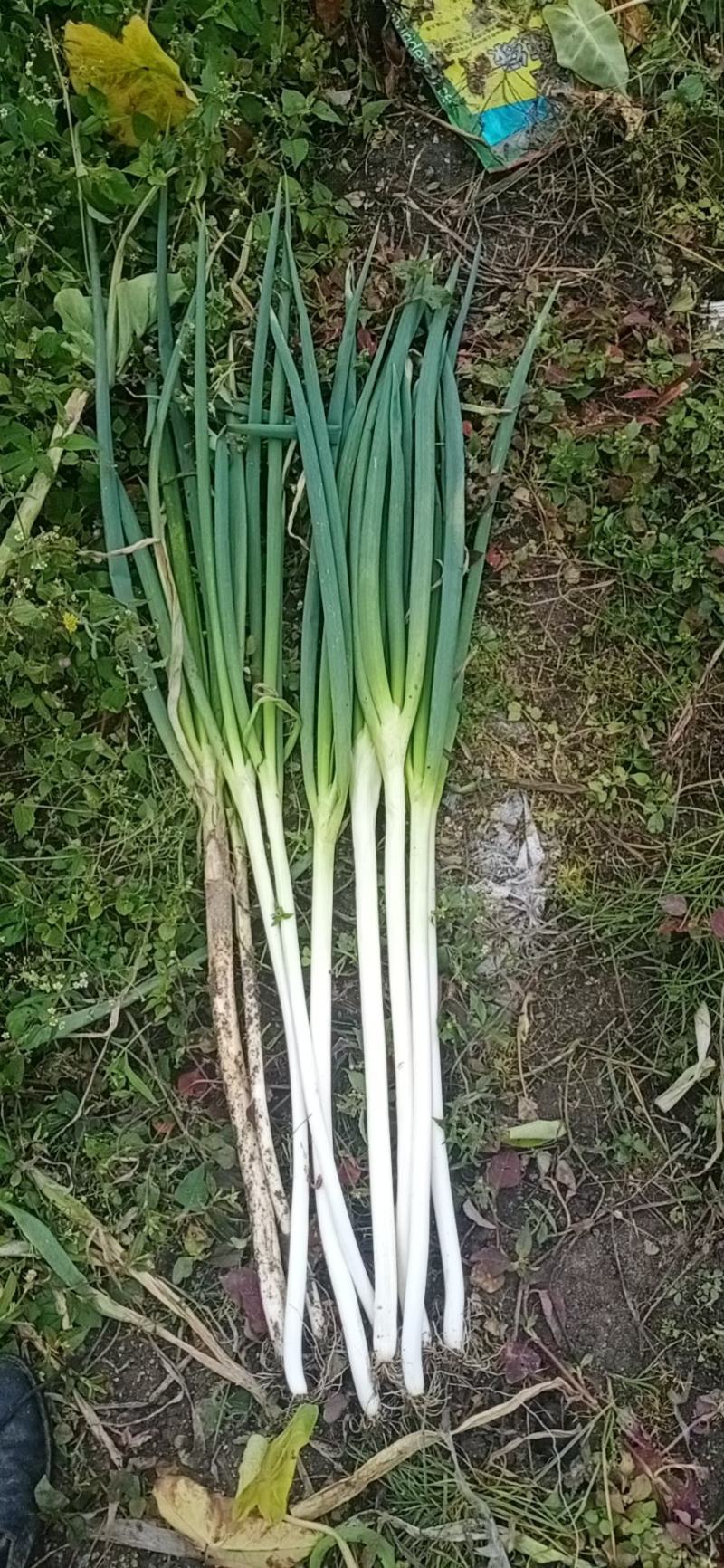 【长白大葱】长年出售优质长白大葱精品大葱产地直发