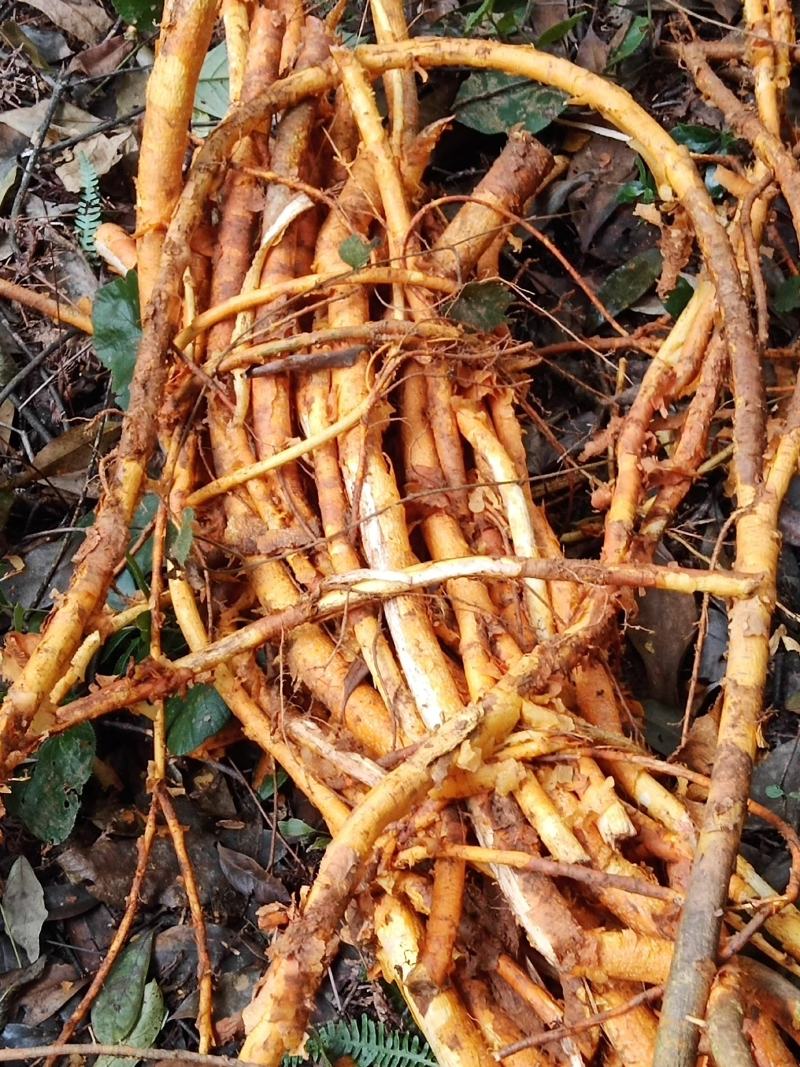 野生穿破石，俗称九层皮根茎鲜货，大量批发出售，全国可发。