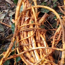 野生穿破石，俗称九层皮根茎鲜货，大量批发出售，全国可发。