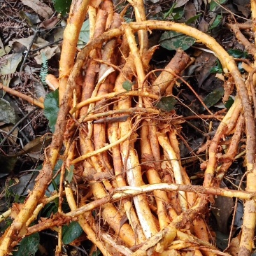 野生穿破石，俗称九层皮根茎鲜货，大量批发出售，全国可发。