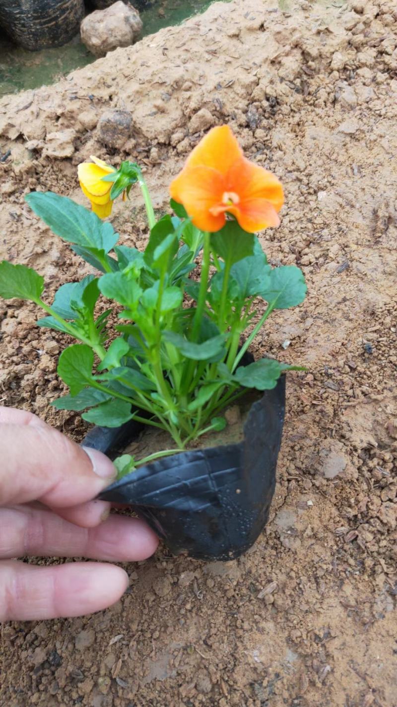 角瑾三色堇都有基地大量