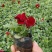 角瑾三色堇都有基地大量