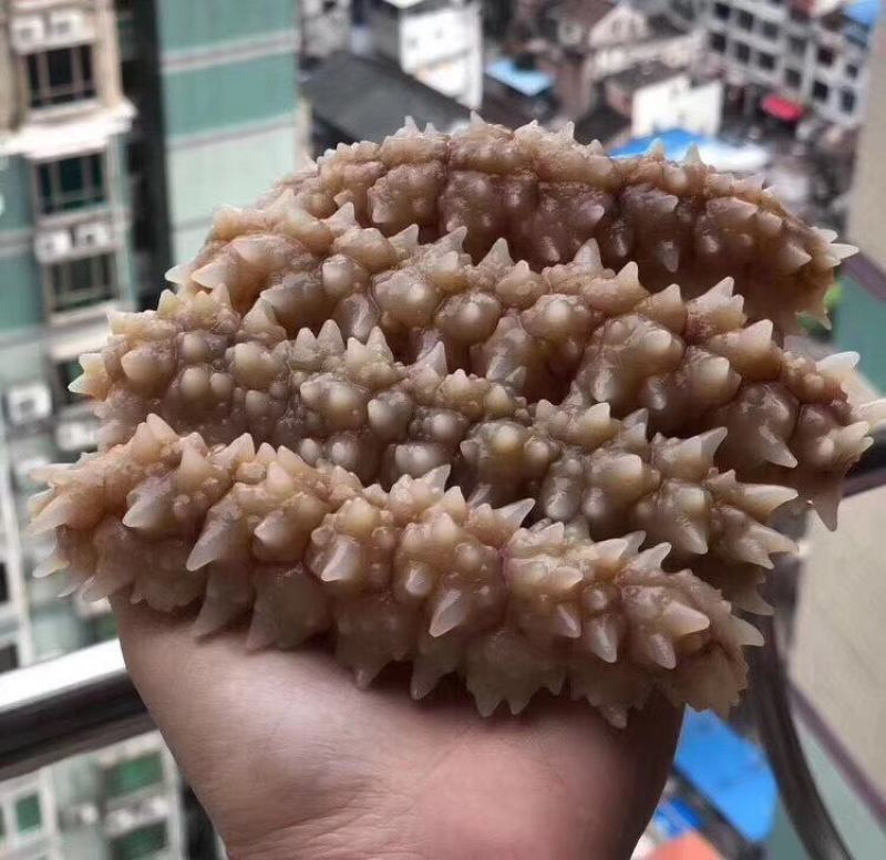 刺参海参深海无添加印尼淡干海参干货60~70头肉质口感好