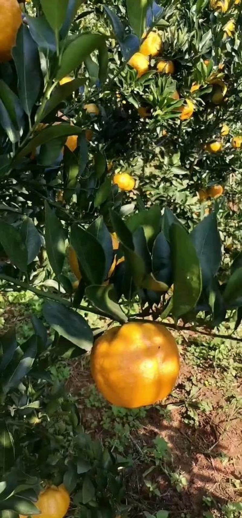 云南高原椪柑个大味甜颜色金黄