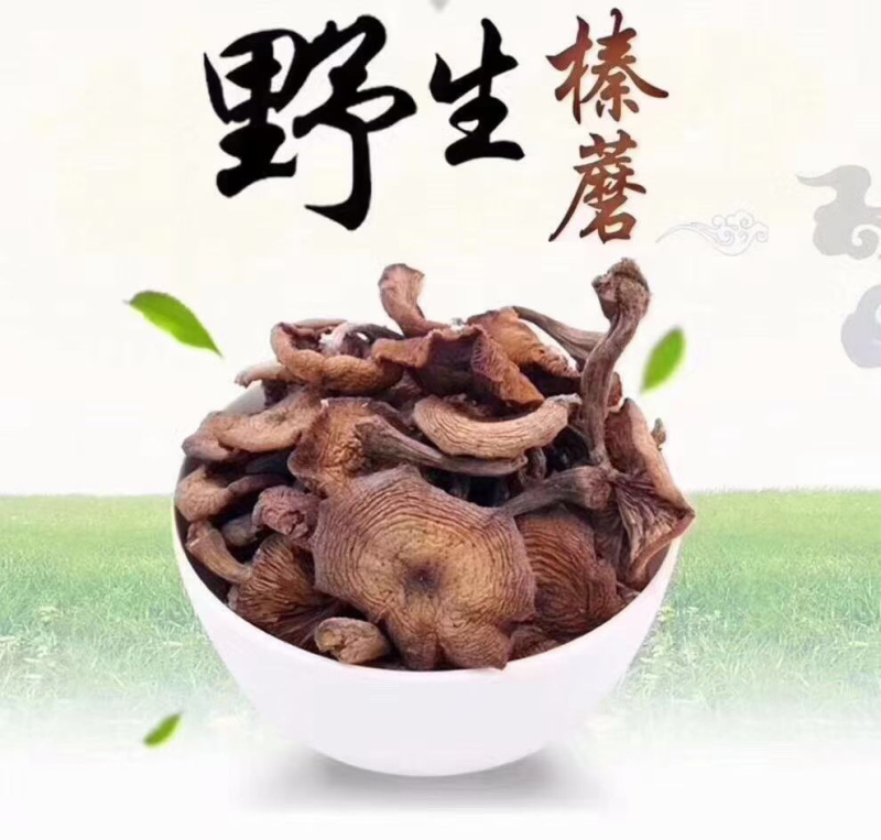 长白山野生榛蘑！大山里的味道！小鸡炖蘑菇，香啊！