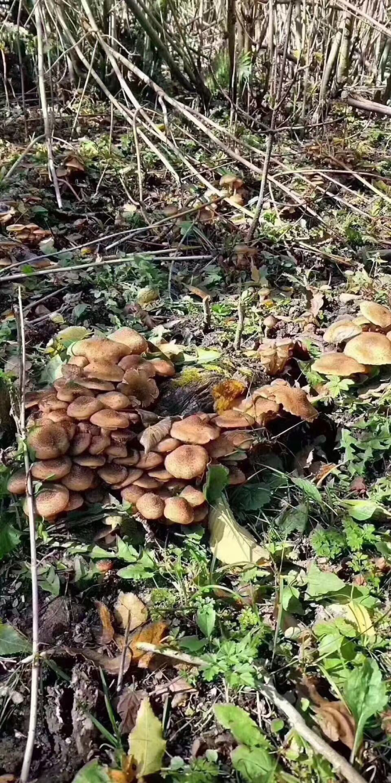 长白山野生榛蘑！大山里的味道！小鸡炖蘑菇，香啊！