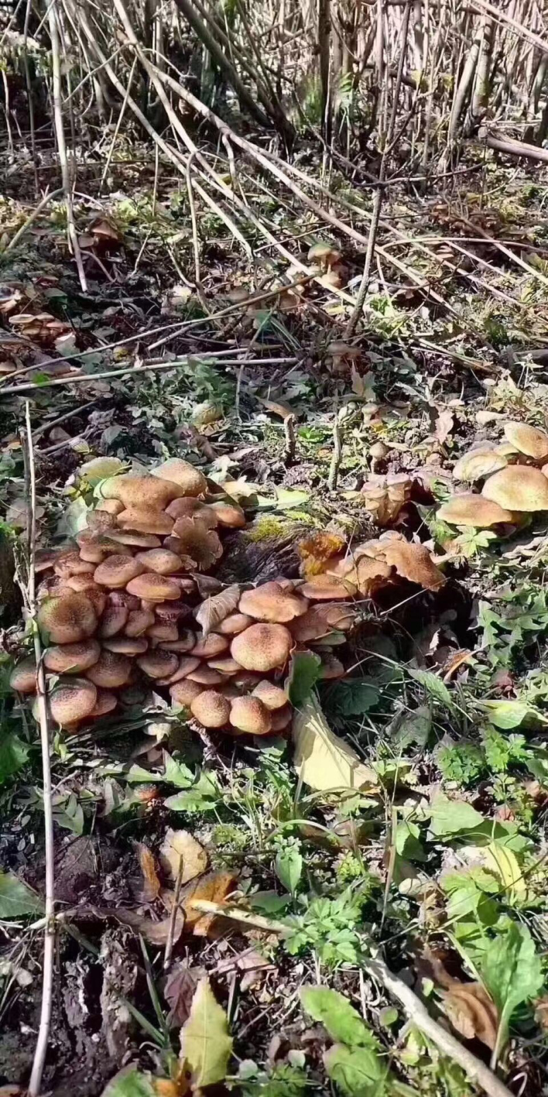 长白山野生榛蘑！大山里的味道！小鸡炖蘑菇，香啊！