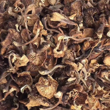 长白山野生榛蘑！大山里的味道！小鸡炖蘑菇，香啊！