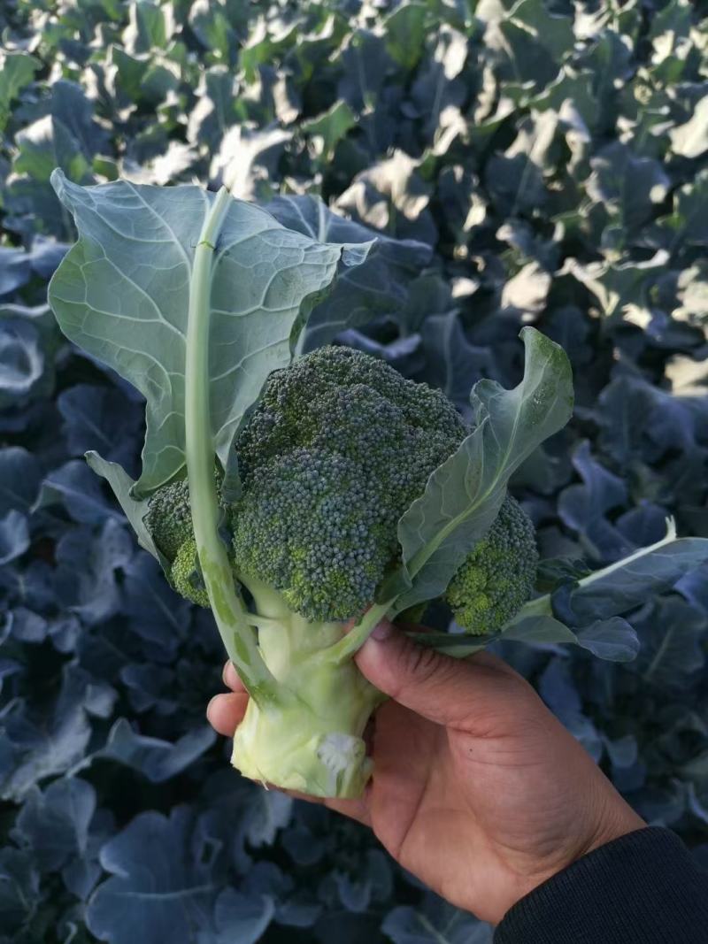 西兰花优质西兰花个头均匀颜色深绿色花球高圆型