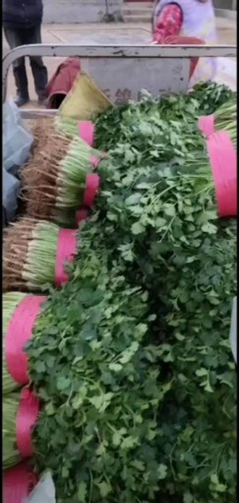 铁杆青香菜，万亩种植基地直供批发商超市价格便宜一手货源