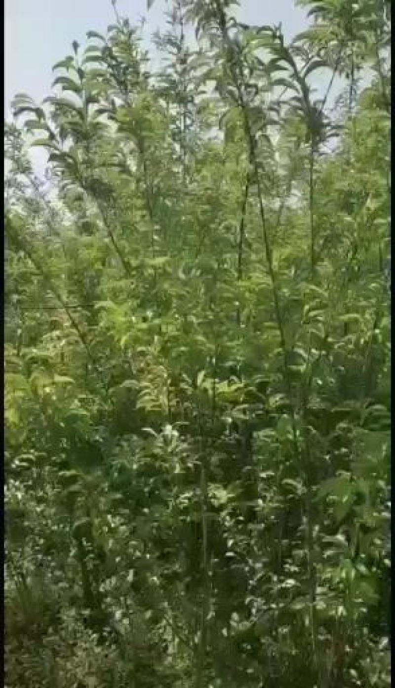 嫁接李子苗。青脆李子树苗凤凰李，脆红李子树苗，蜂糖李子，
