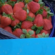 河北保定顺平草莓，甜查理草莓，口感好耐运输，是您的忠实选