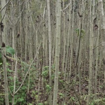 山核桃苗，直生核桃树苗，嫁接核桃树苗，定杆绿化核桃树。
