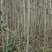 山核桃苗，直生核桃树苗，嫁接核桃树苗，定杆绿化核桃树。