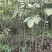 山核桃苗，直生核桃树苗，嫁接核桃树苗，定杆绿化核桃树。
