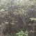 山核桃苗，直生核桃树苗，嫁接核桃树苗，定杆绿化核桃树。