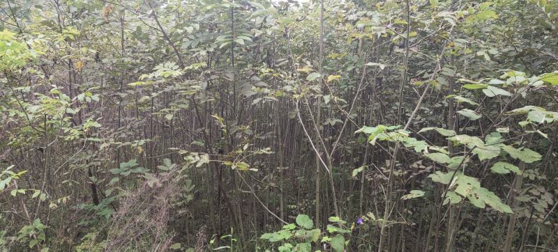 山核桃苗，直生核桃树苗，嫁接核桃树苗，定杆绿化核桃树。