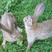 散养杂交野兔绿色养殖品种级别代系优良，长势快