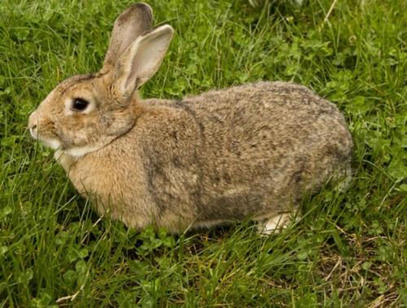 散养杂交野兔绿色养殖品种级别代系优良，长势快