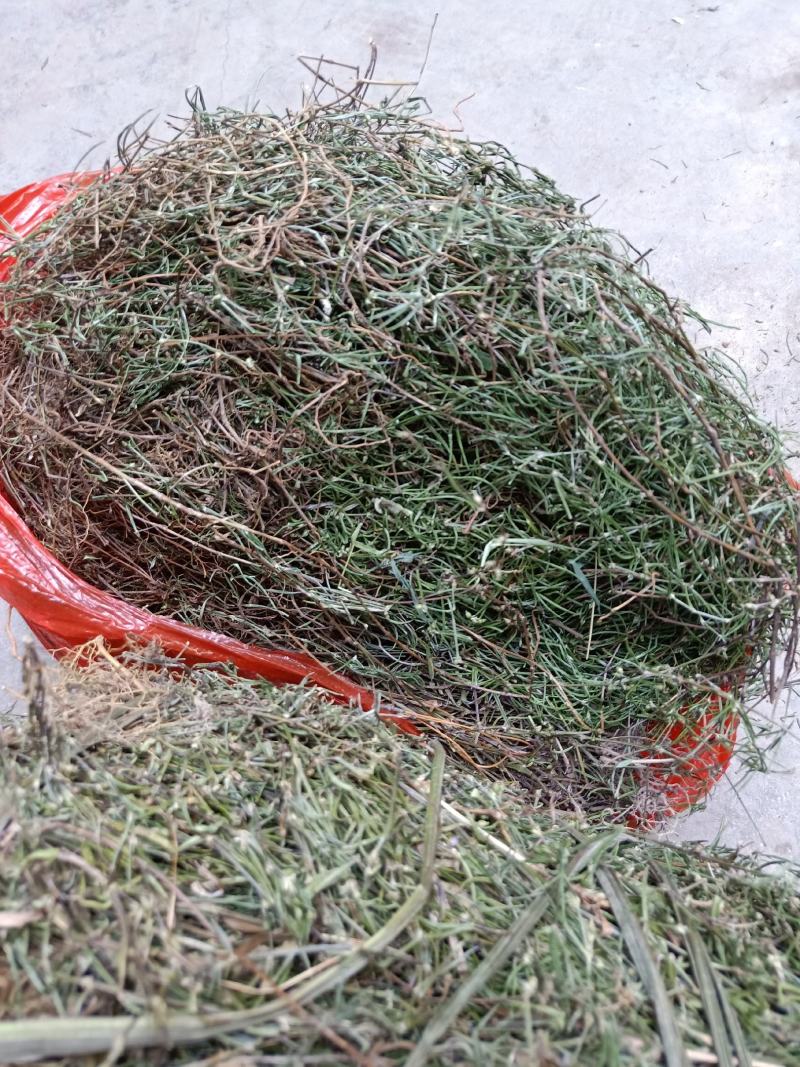 云南普洱野生白花蛇舌草_自然晒干_颜色绿_包邮