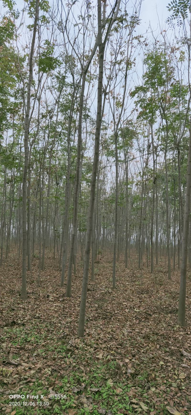 栾树7公分，8公分.10公分12公分。