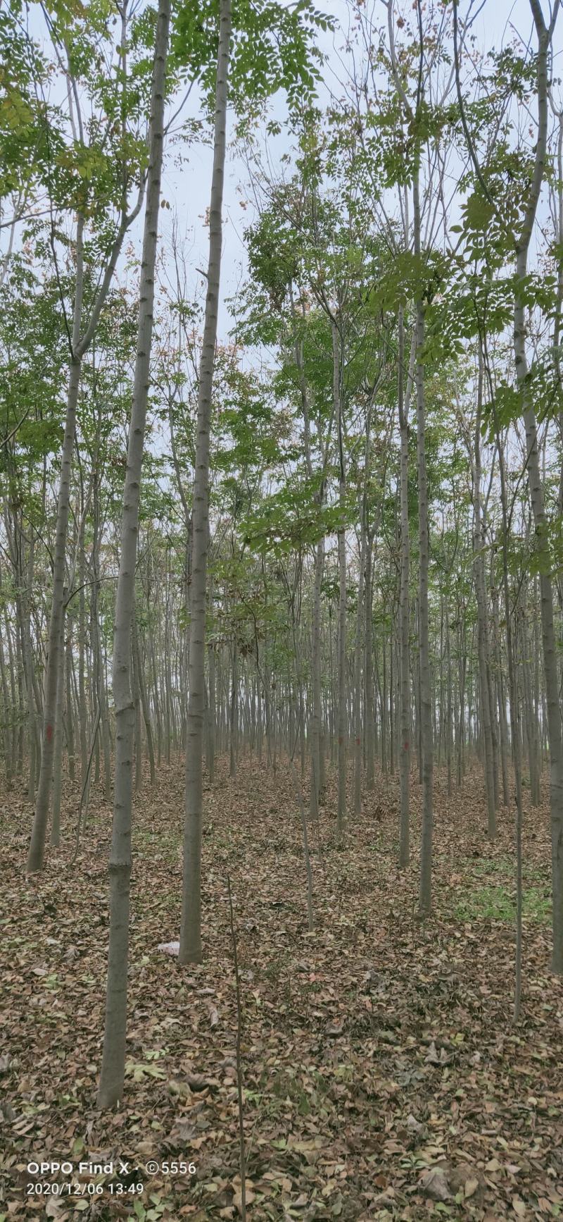 栾树7公分，8公分.10公分12公分。